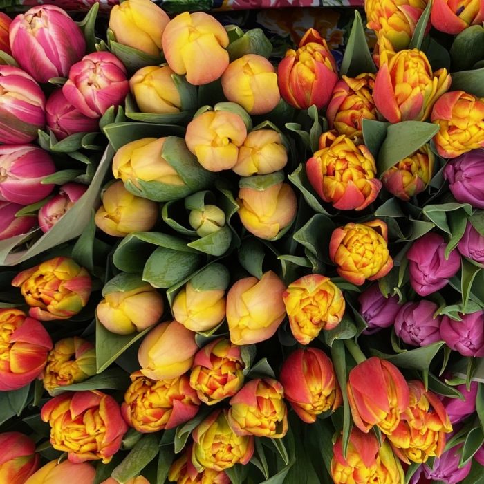 9: März: Tulpenverkauf für Hauszeit mit Herz